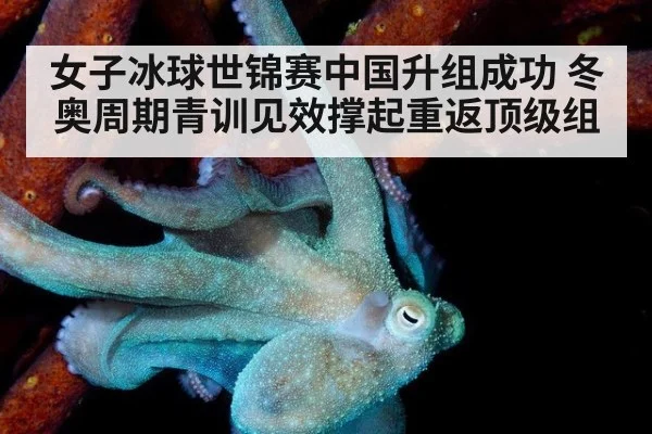 女子冰球世锦赛中国升组成功 冬奥周期青训见效撑起重返顶级组